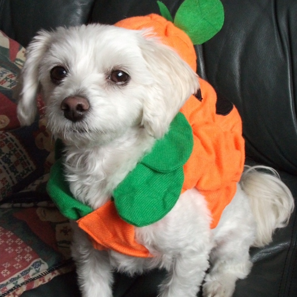 Halloween pumpkin dog costume matching hat NWT